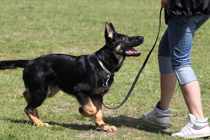 Schæferhund Anton - Anton - 18 uger billede 2