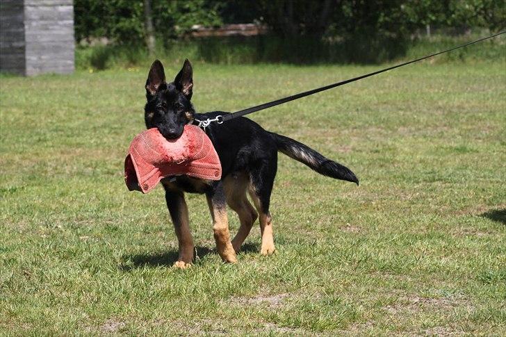 Schæferhund Anton - Anton nyder sit bidestyr billede 1