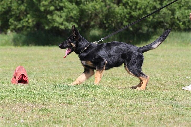 Schæferhund Anton billede 4