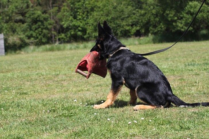 Schæferhund Anton billede 3