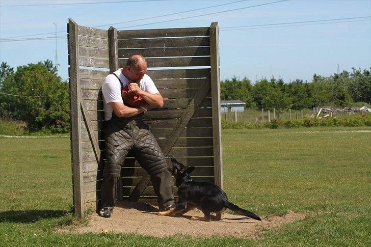 Schæferhund Anton billede 8