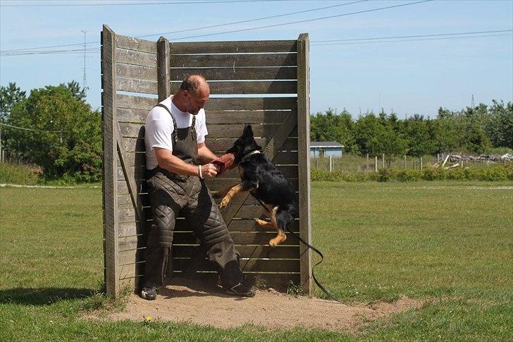 Schæferhund Anton billede 9