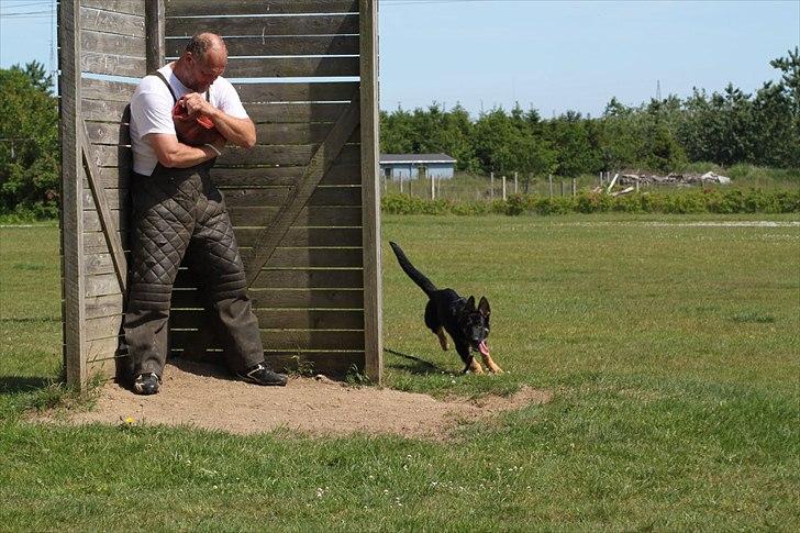 Schæferhund Anton - Det vi elsker at lave billede 6