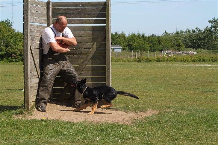 Schæferhund Anton billede 7