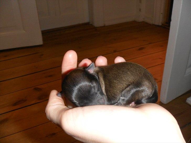 Chihuahua Adam - Fra opdrætter  billede 4