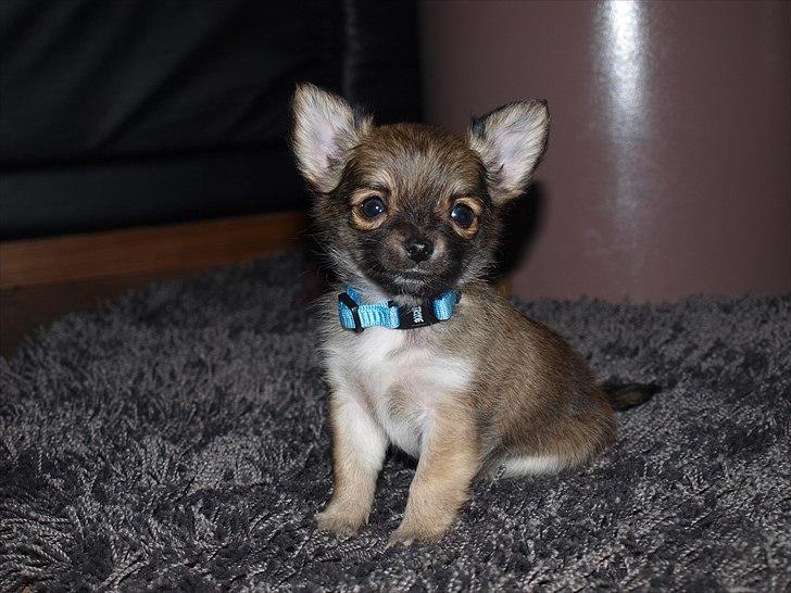 Chihuahua Adam - Fra opdrætter  billede 5