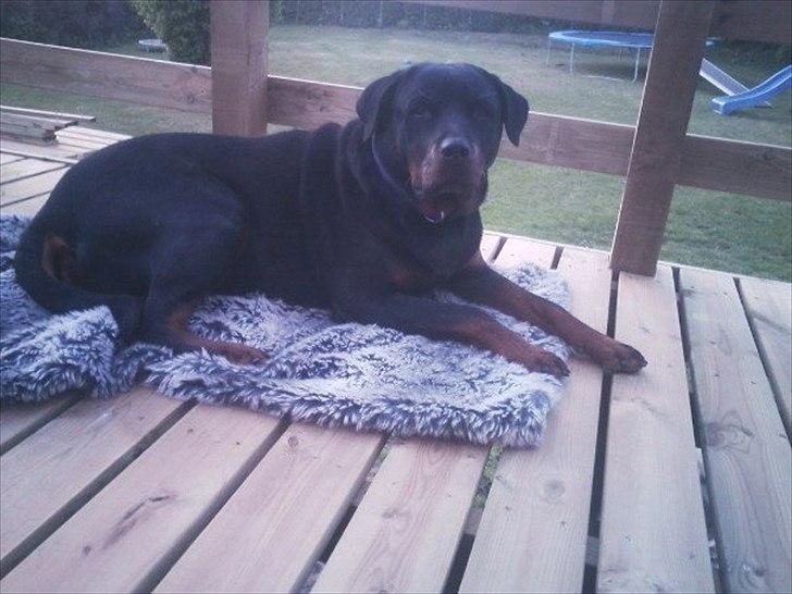 Rottweiler Asja vom Tanneneck billede 6