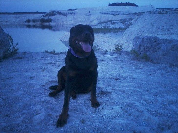 Rottweiler Asja vom Tanneneck billede 8