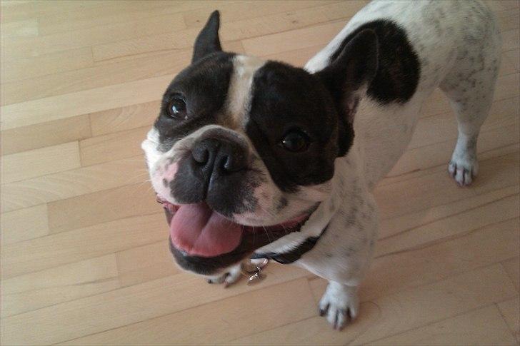 Fransk bulldog Sammi billede 1