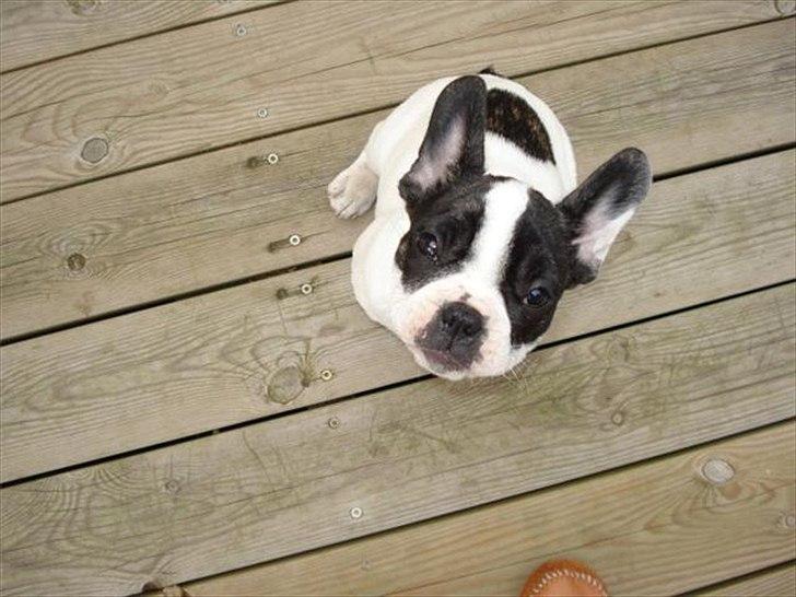 Fransk bulldog Sammi billede 2