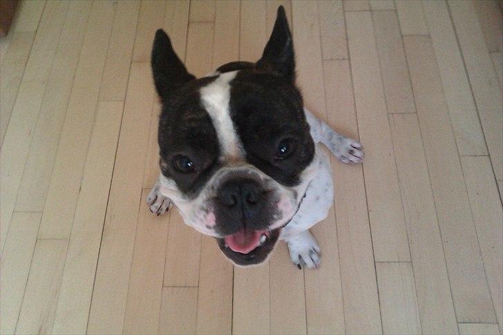 Fransk bulldog Sammi billede 3