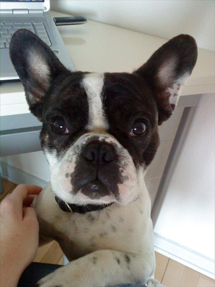 Fransk bulldog Sammi billede 4