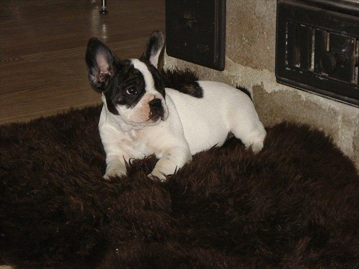 Fransk bulldog Sammi billede 5