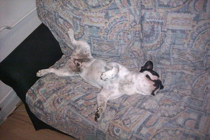 Fransk bulldog Sammi billede 6