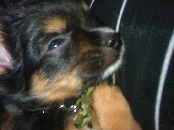 Blanding af racer Max - Max  billede 1