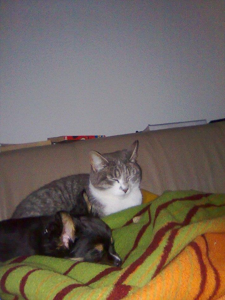 Blanding af racer Max - Max og Mille billede 2