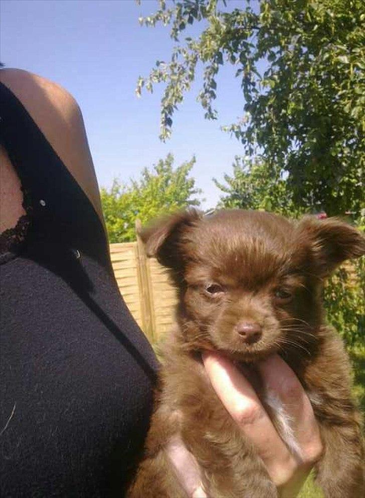 Chihuahua Enzo billede 9