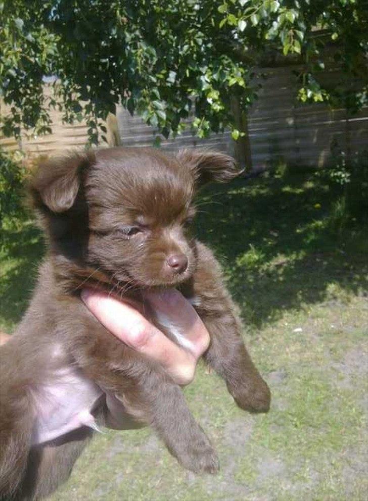 Chihuahua Enzo billede 10