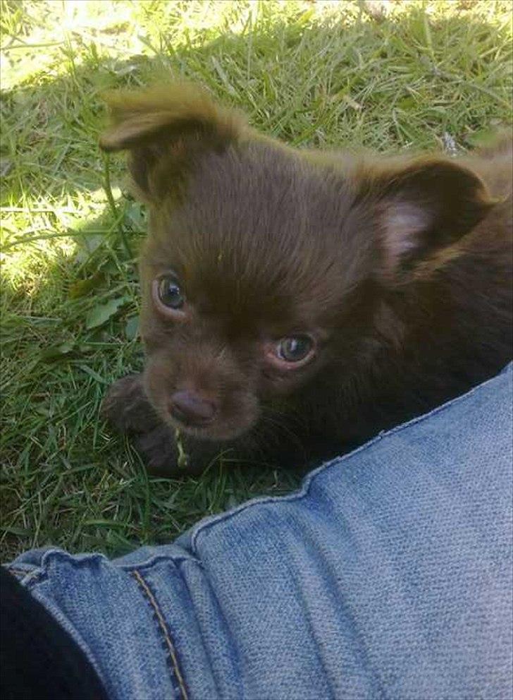 Chihuahua Enzo billede 11