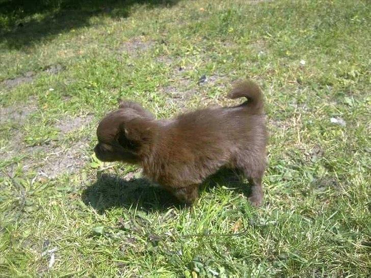 Chihuahua Enzo billede 12