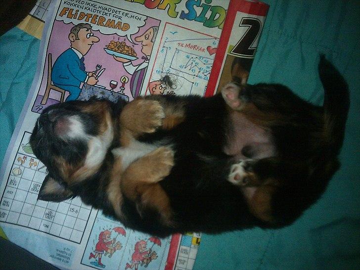 Blanding af racer Max - Det er hårdt at være hund billede 3