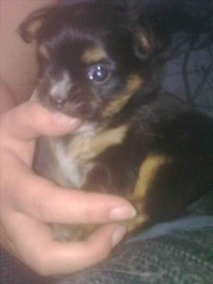 Blanding af racer Max - Første dag vi mødte Max billede 4