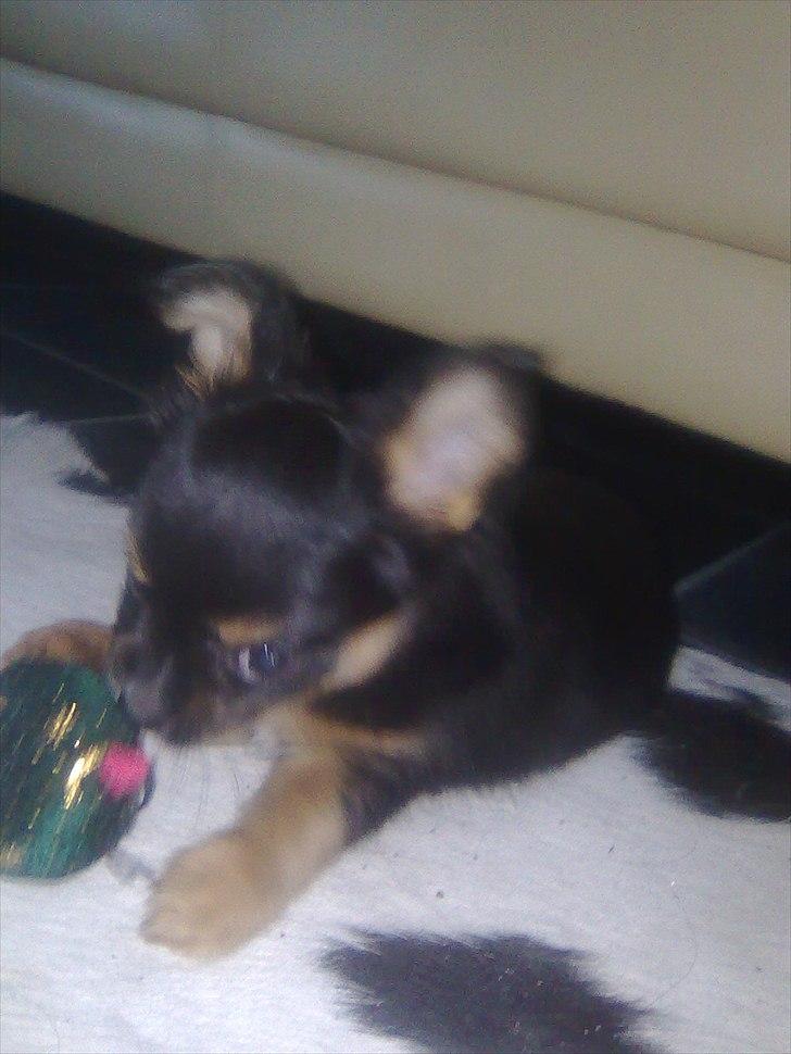 Blanding af racer Max - Max har taget Mille bold billede 5