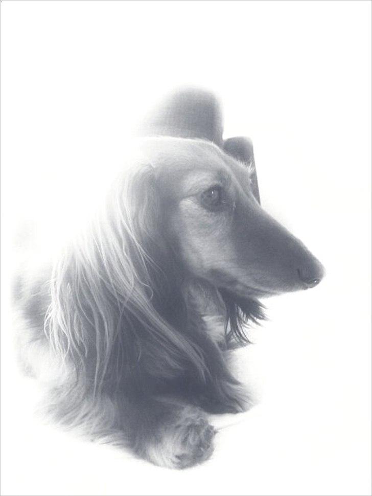 Miniature gravhund Tia - Hej, det er mig der er Tia, Velkommen til min profil, håber at i syntes om den<3 (NYT) billede 1