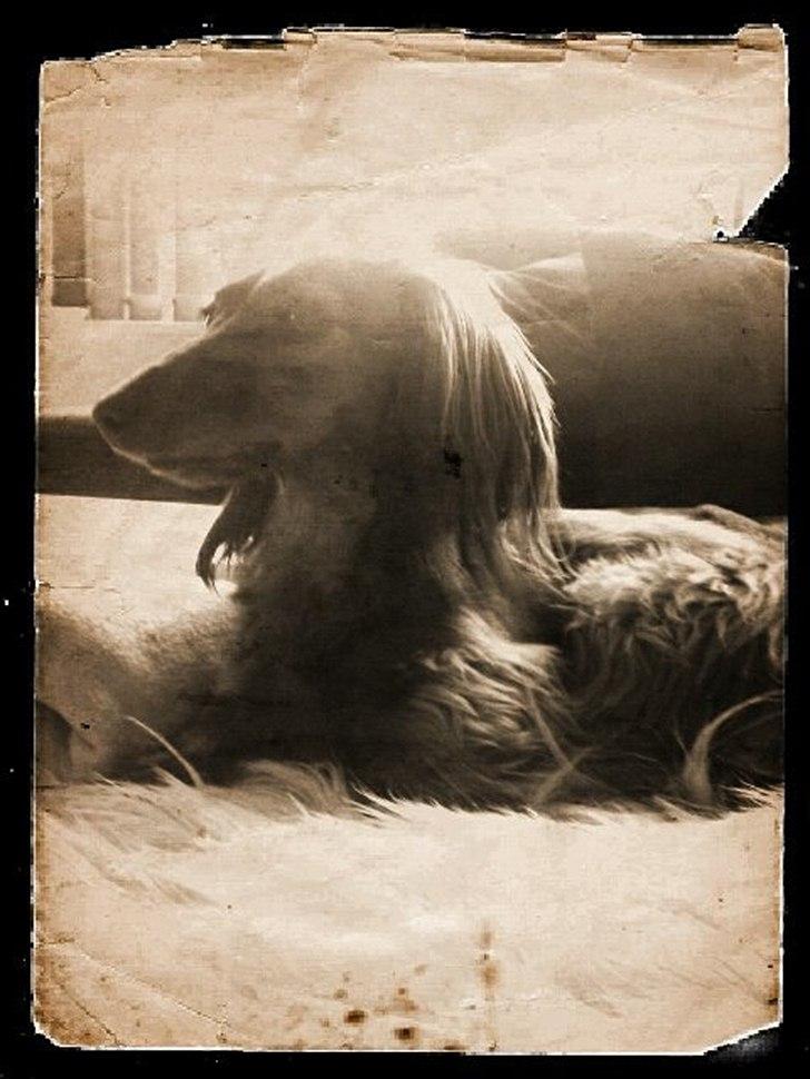 Miniature gravhund Tia - NYT billede 3