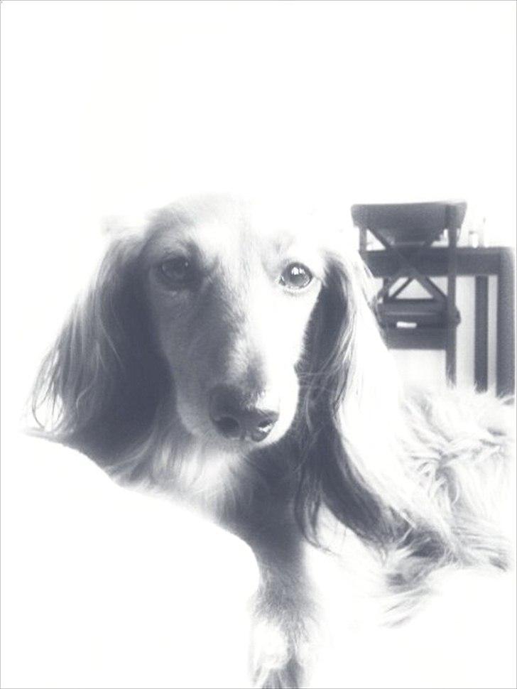 Miniature gravhund Tia - NYT billede 2