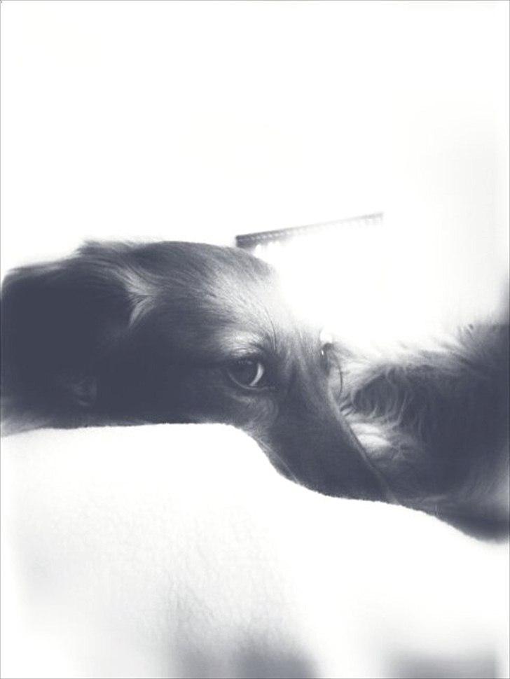 Miniature gravhund Tia - NYT billede 4