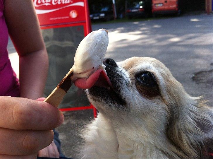 Chihuahua | Jacko - # Billede 4 billede 4