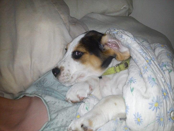 Blanding af racer Tjalfe billede 10