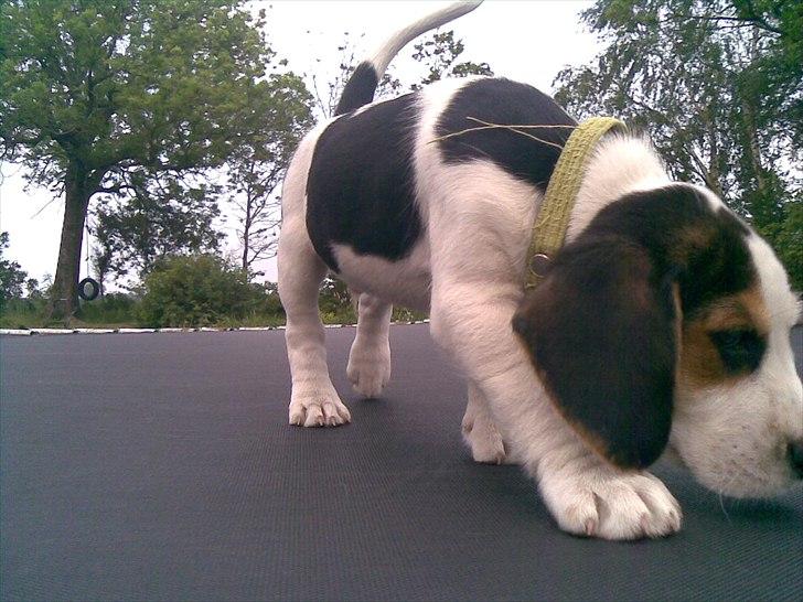 Blanding af racer Tjalfe billede 11