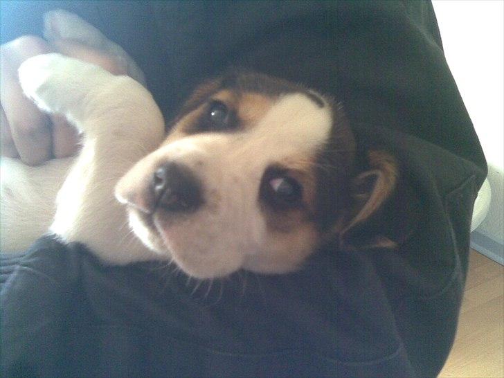 Blanding af racer Tjalfe billede 12