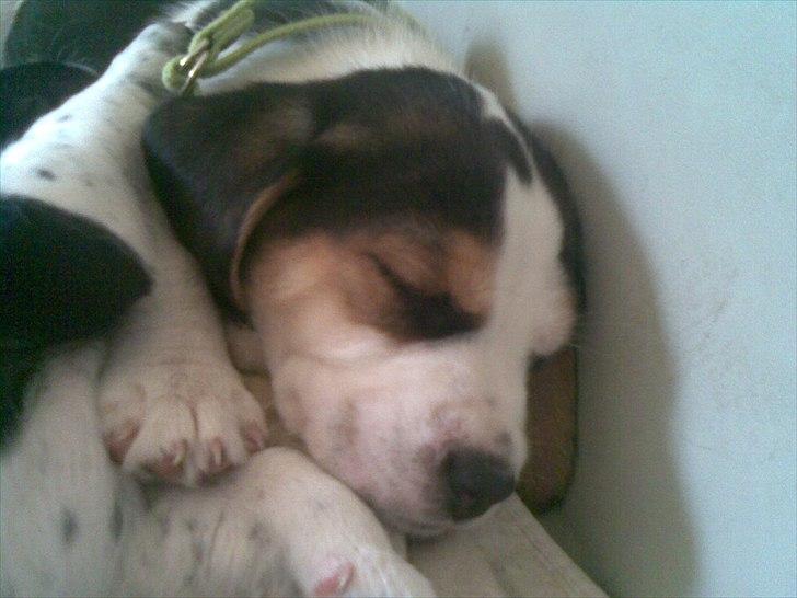 Blanding af racer Tjalfe billede 13