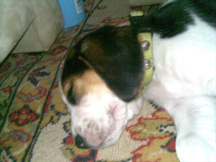 Blanding af racer Tjalfe billede 14