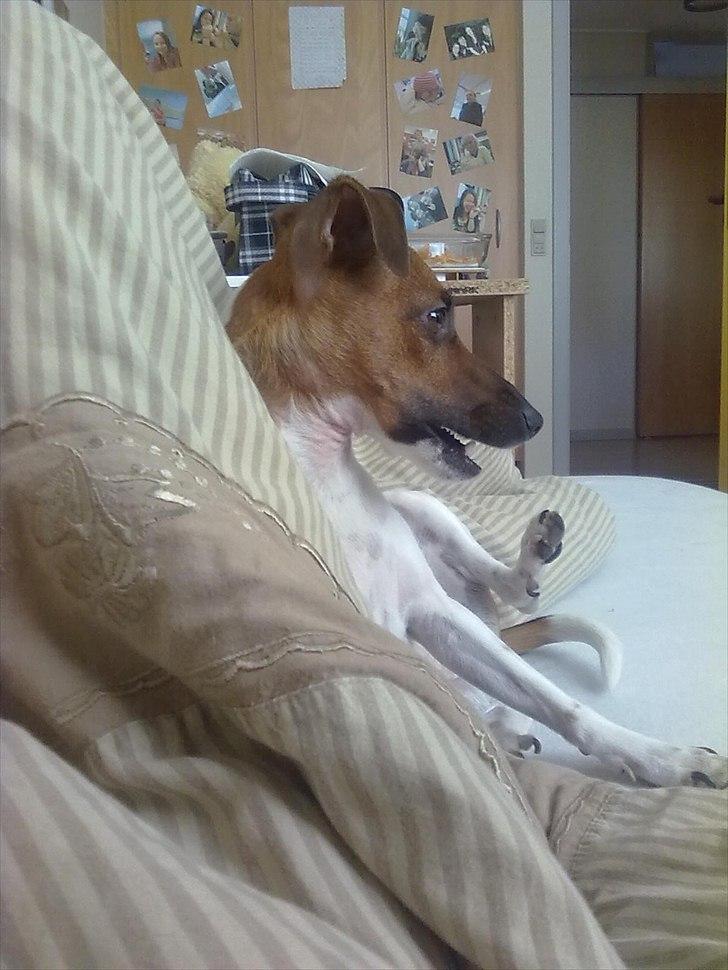 Dansk svensk gaardhund Sille - En dag hvor hun lå lidt underligt op ad mit ben. :) billede 11