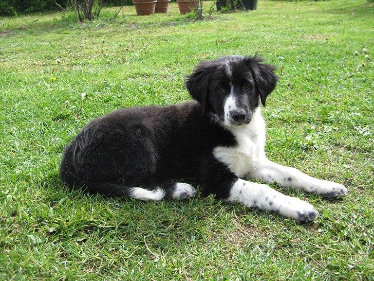 Border collie /Kleiner Münsterländer Milo - Milo 13 uger :) billede 2