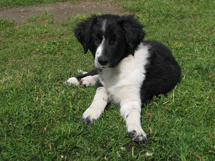 Border collie /Kleiner Münsterländer Milo - Milo 13 uger billede 1