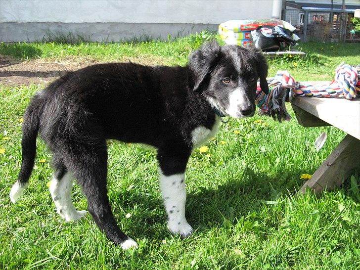 Border collie /Kleiner Münsterländer Milo - Milo 12 uger, lige kommet hjem til os. billede 3