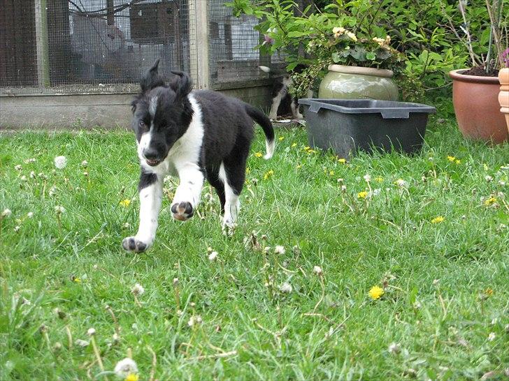 Border collie /Kleiner Münsterländer Milo - Milo stikker af fra Misha :) 13 uger billede 4