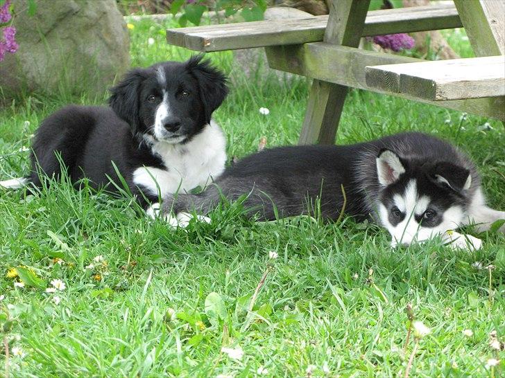 Border collie /Kleiner Münsterländer Milo - Milo og Misha, han 13 uger hun 8. billede 5