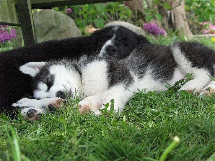 Border collie /Kleiner Münsterländer Milo - Milo og Misha sover under bænken. Sødt :) billede 6