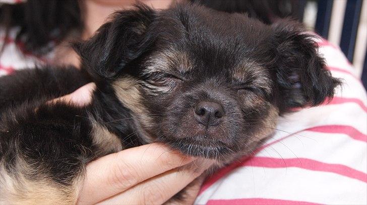 Chihuahua Berta billede 1