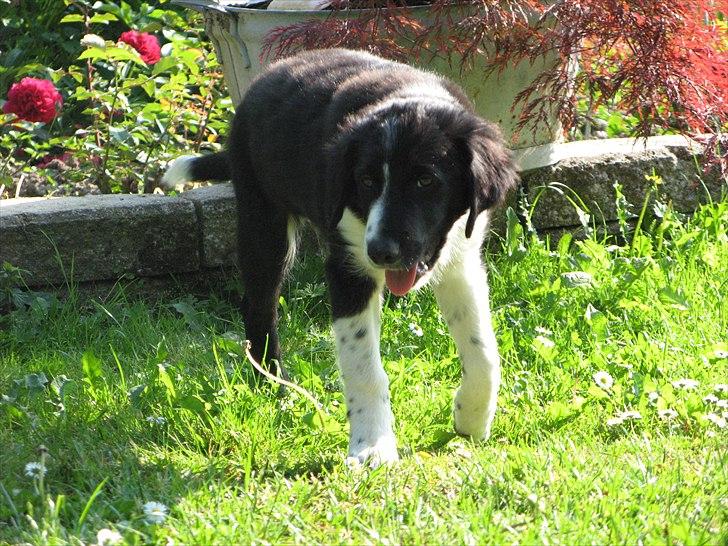 Border collie /Kleiner Münsterländer Milo - 14 uger billede 7