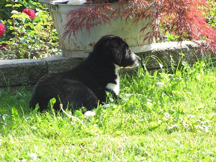 Border collie /Kleiner Münsterländer Milo - Milo ligger og holder øje med Misha. 14 uger billede 8