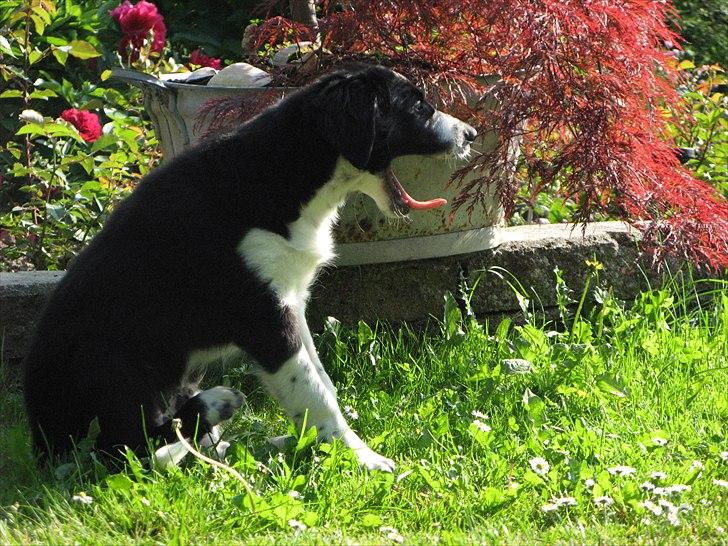 Border collie /Kleiner Münsterländer Milo - Sikke et gab, det er hårdt at være hvalp ;) billede 9