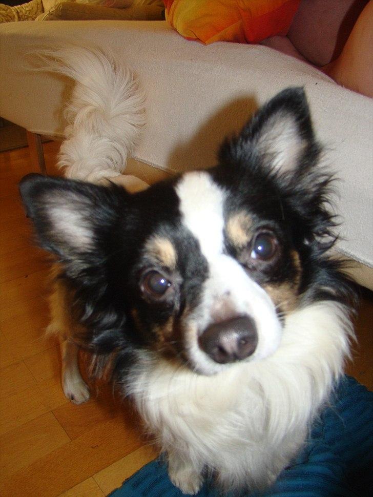 Blanding af racer Baluh billede 13