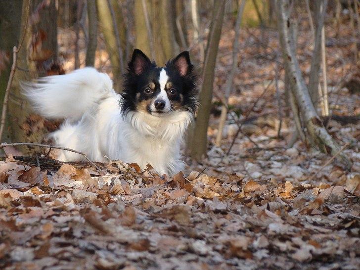 Blanding af racer Baluh - skov tur taget af "far" billede 8